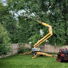 Best Commercial Tree Services  in Ripley, WV