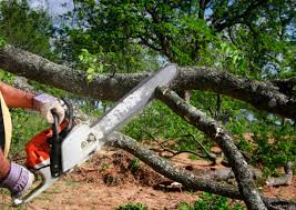 Best Lot and Land Clearing  in Ripley, WV