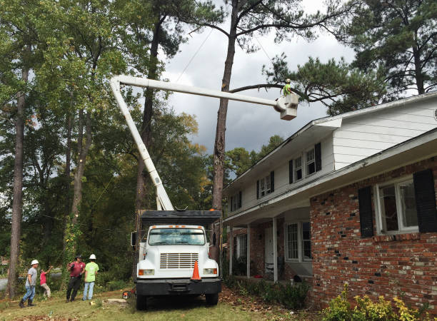 Best Seasonal Cleanup  in Ripley, WV