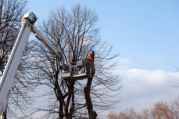 Best Stump Grinding and Removal  in Ripley, WV